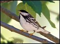 _2SB1690 blackpoll warbler